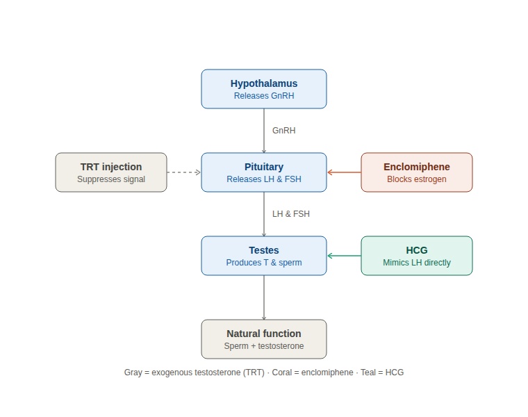Diagram showing HCG and enclomiphene intervention points on the HPG axis